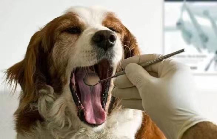 宠物齿科服务